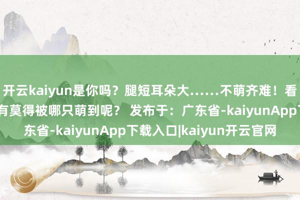开云kaiyun是你吗？腿短耳朵大……不萌齐难！看了这样多可人的狗子有莫得被哪只萌到呢？ 发布于：广东省-kaiyunApp下载入口|kaiyun开云官网